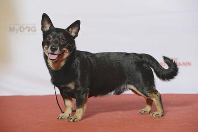 Lancashirský heeler