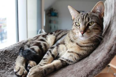 7 tipů pro „cat friendly“ domácnost
