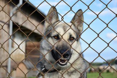 Jak se starat o psa z útulku? 
