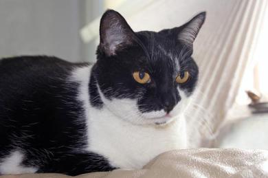 Tři důvody, proč adoptovat starší kočku