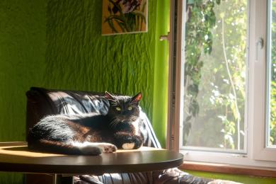 Vlastnictví kočky může zlepšit zdraví vašeho mozku