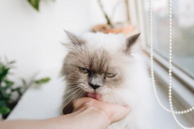 Každý třetí Čech má doma kočku a považuje ji za člena rodiny