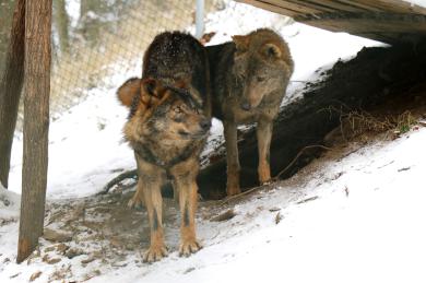 Vlk Iberský: Ohrožený poklad ZOO Jihlava 