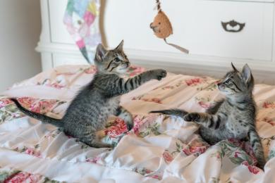 6 herních typů koček. Máte doma uličnici, šikulku, nebo citlivku? 