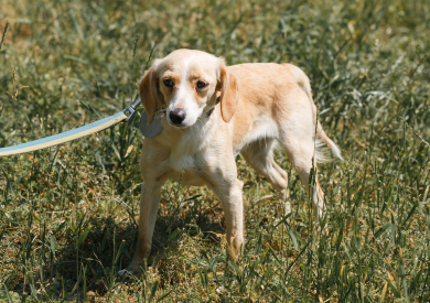 Jak postupovat po adopci pejska? 