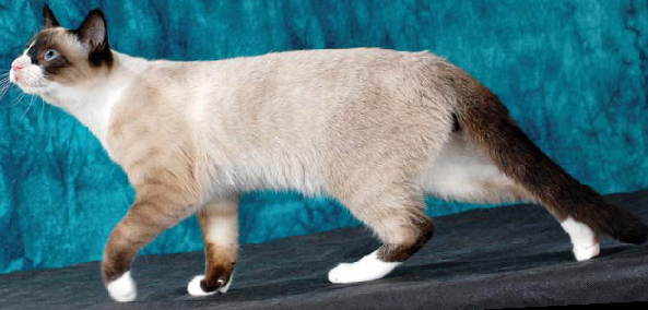 Snowshoe