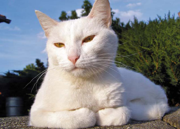Felinoterapie