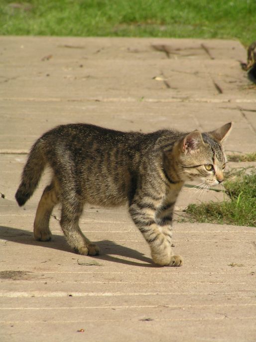 Pochopte kočky