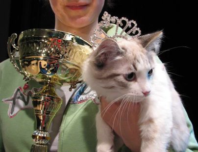 MISS kočka bude zvolena už tuto sobotu!