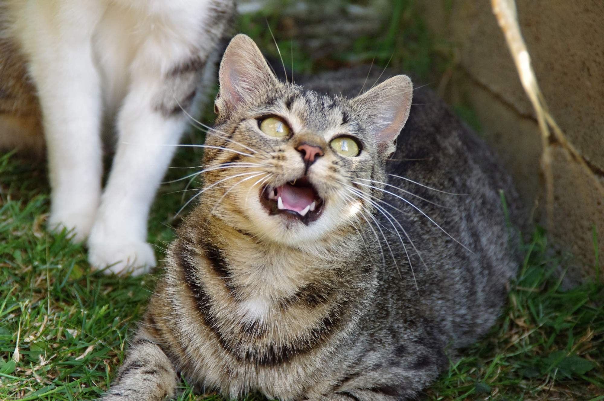 Virtuální adopce – pomůžete?