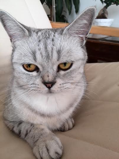 Miss kočka 2014