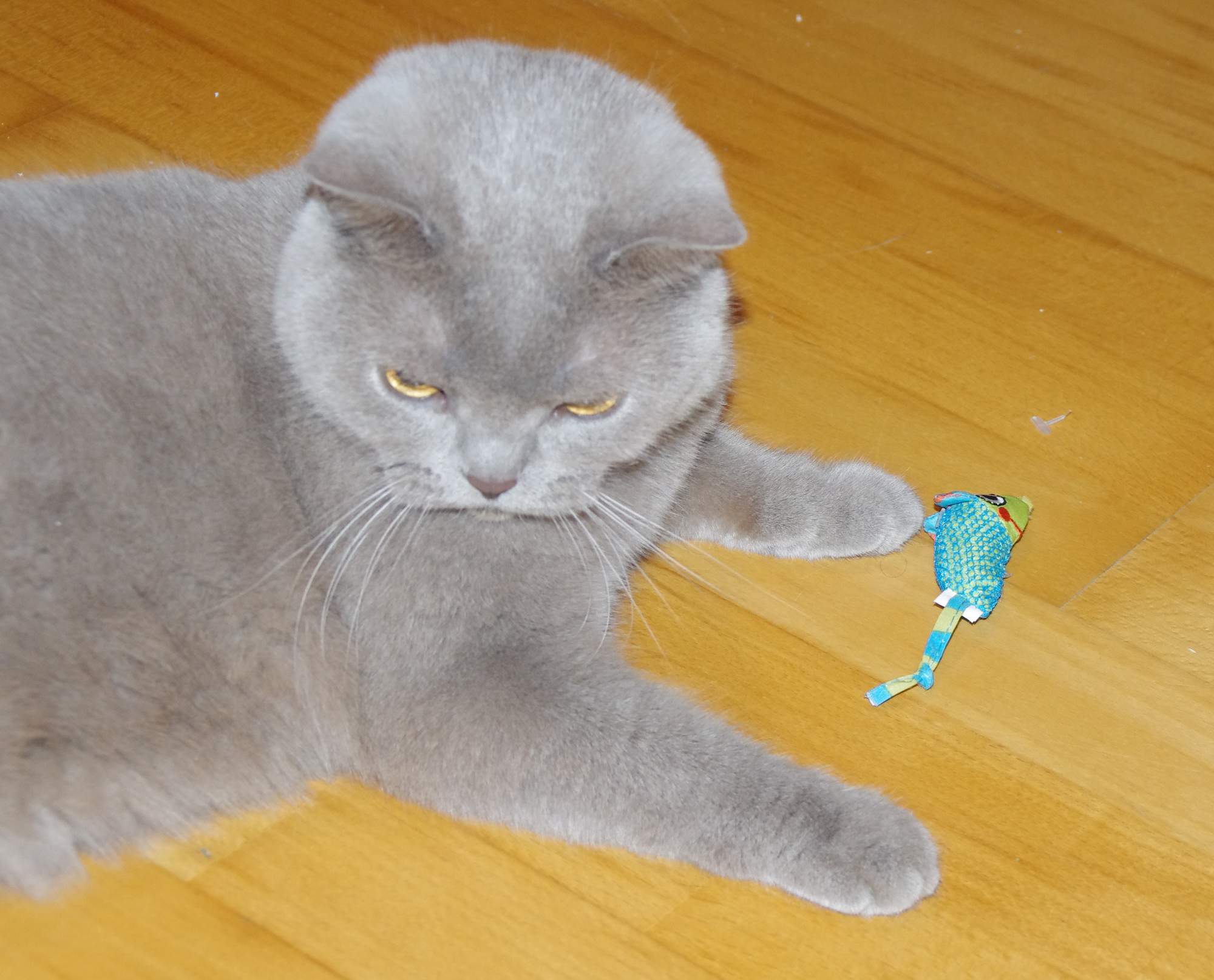 9 způsobů, jak zabavit kočku