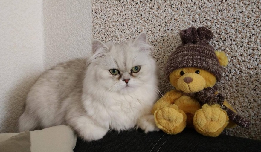 10 důvodů, proč dítěti pořídit domácího mazlíčka