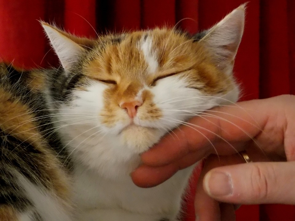 Syndrom petting and biting