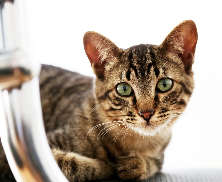 Brit Care Cat – Krmivo pro všechny kočičí osobnosti