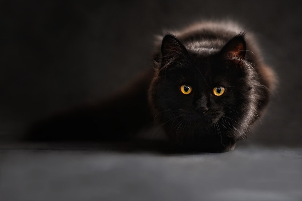 Preventivní veterinární péče o kočky