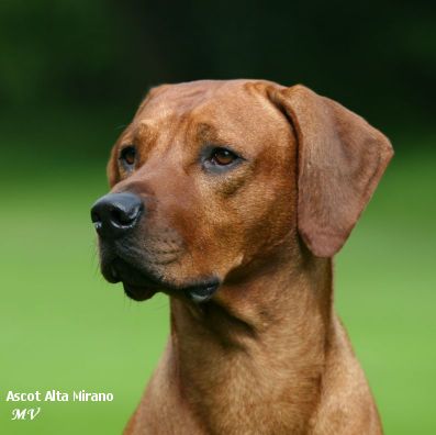 Rhodéský ridgeback