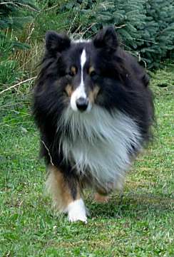 Šeltie