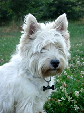 West highland white teriér