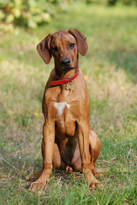 Rhodéský ridgeback