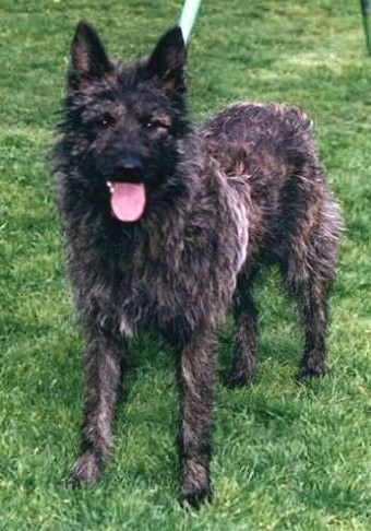 Ardenský bouvier