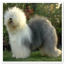 Bobtail