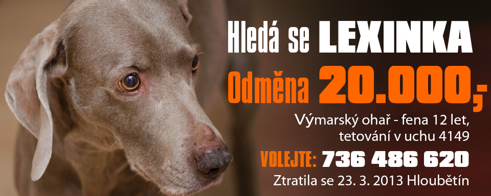 Ztracená fena výmarského ohaře