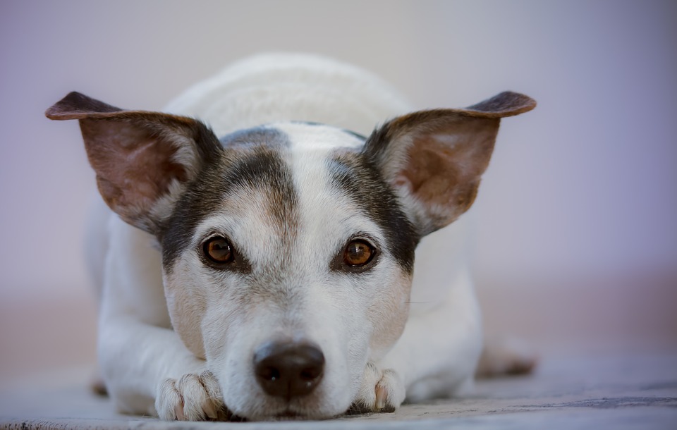 Novela veterinárního zákona by měla omezit množírny psů