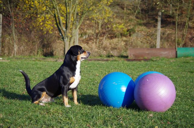 Treibball