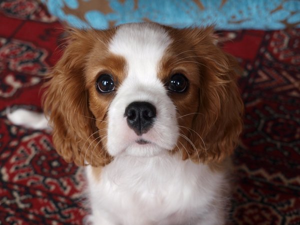 Vyjádření Komory veterinárních lékařů ČR k vegetariánskému krmení psů