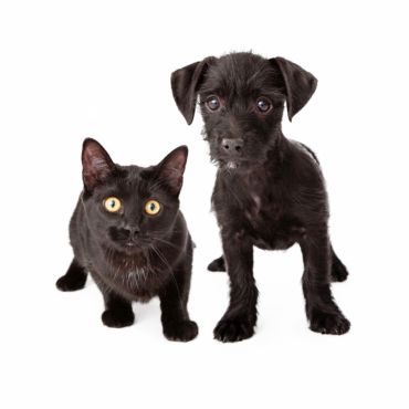 FOR PETS: jedinečný veletrh pro domácí mazlíčky a jejich majitele
