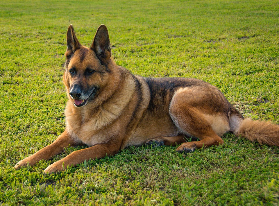 Syndrom cauda equina