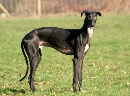 Španělský galgo