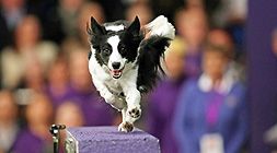 Pozvánka na DogFest: 1. září 2018 se uskuteční největší psí festival u nás