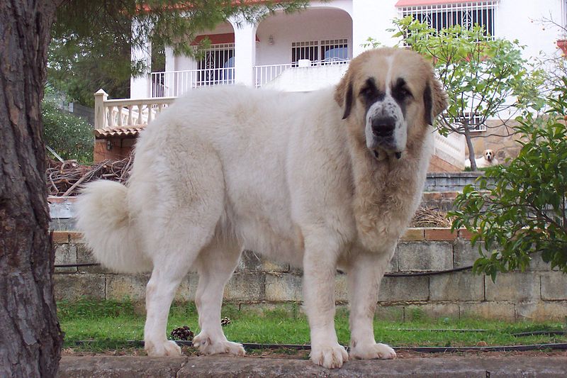 Pyrenejský mastin