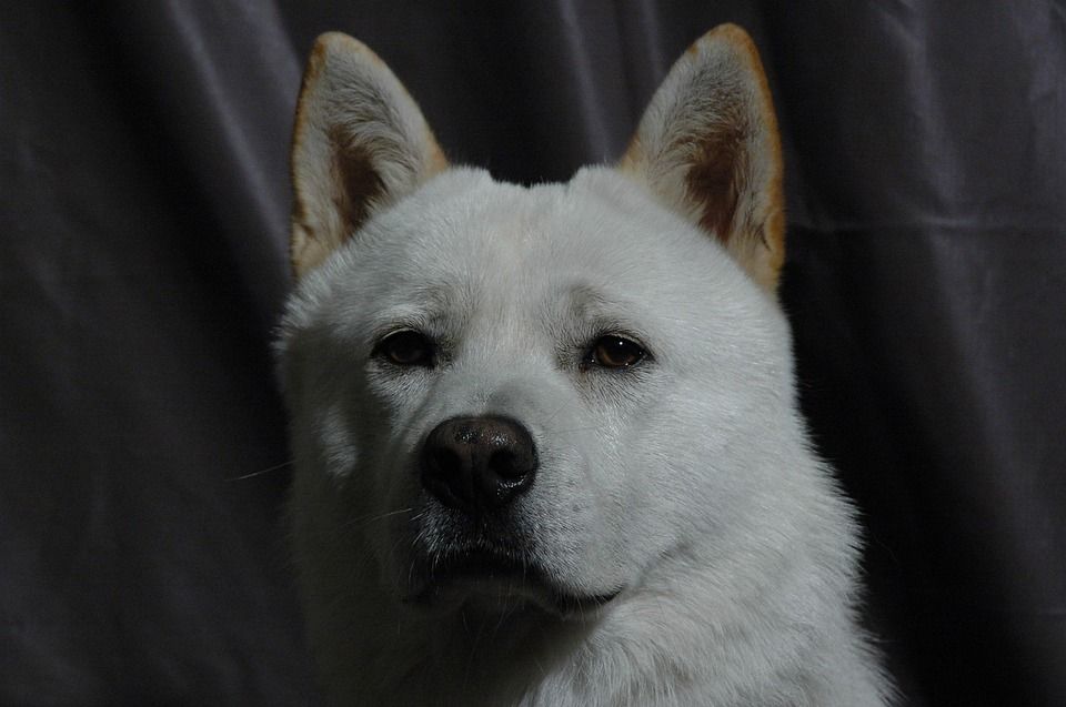 Korejský Jindo