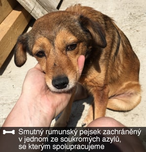 Jaká je situace opuštěných psů v Rumunsku?
