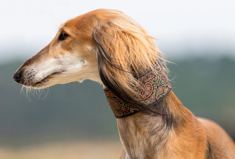 Blíží se rok 2020 a povinné čipování psů. Co mu říkají veterináři?