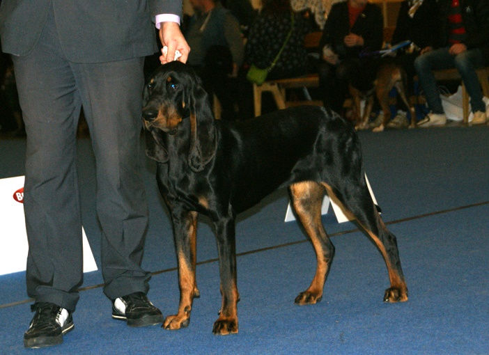 Coonhound černý s pálením