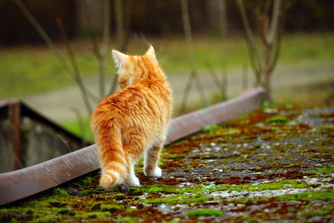 Jak kočka najde cestu domů?