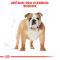 Royal Canin Bulldog Adult - granule pro dospělého buldoka