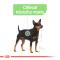 Royal Canin Mini Digestive Care - granule pro malé psy s citlivým trávením