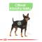 Royal Canin Digestive Care Dog Loaf - kapsička s paštikou pro psy s citlivým trávením