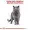 Royal Canin British Shorthair Adult - granule pro britské krátkosrsté kočky