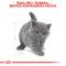 RC cat KITTEN BRITISH shorthair - granule pro britská krátkosrstá koťata