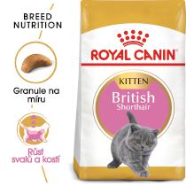 RC cat KITTEN BRITISH shorthair - granule pro britská krátkosrstá koťata