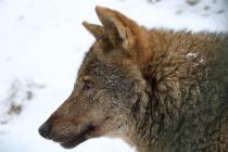 Příspěvek na chov vlka iberského v jihlavské ZOO