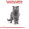 Royal Canin British Shorthair Gravy - kapsička pro britské krátkosrsté kočky ve šťávě