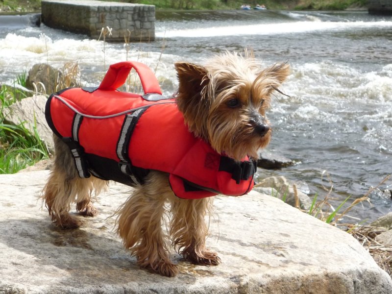 Plovací záchranná vesta pro psa